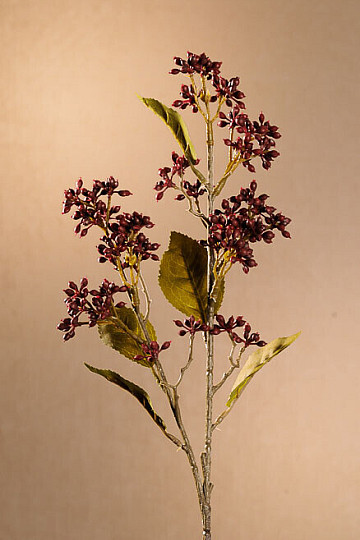 DRY VIBURNUM TINUS 58 cm vínová