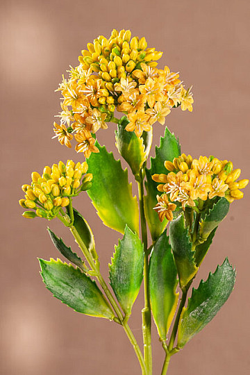 KALANCHOE ŽLUTÁ