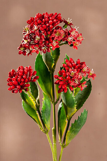 KALANCHOE ČERVENÁ