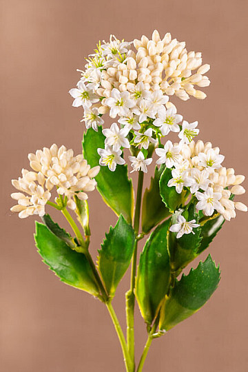 KALANCHOE BÍLÁ