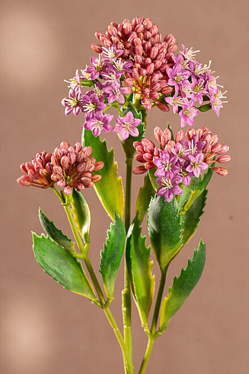 KALANCHOE FIALOVÁ