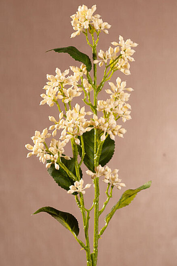VIBURNUM TINUS BÍLÁ