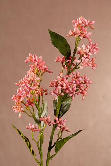 VIBURNUM TINUS RŮŽOVÁ