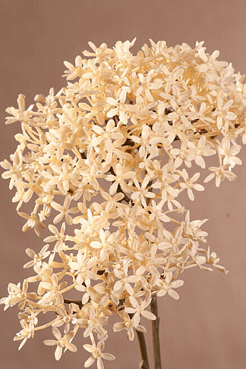 DRY CROWN FLOWER BÍLÁ