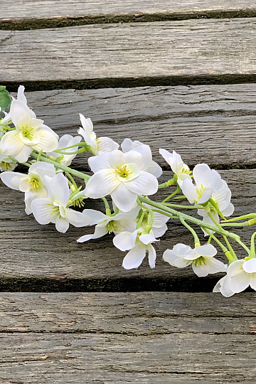 DELPHINIUM BÍLÁ