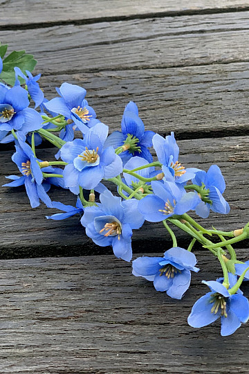 DELPHINIUM MODRÁ