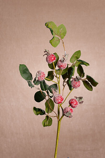 ŠÍPKY ZASNĚŽENÉ