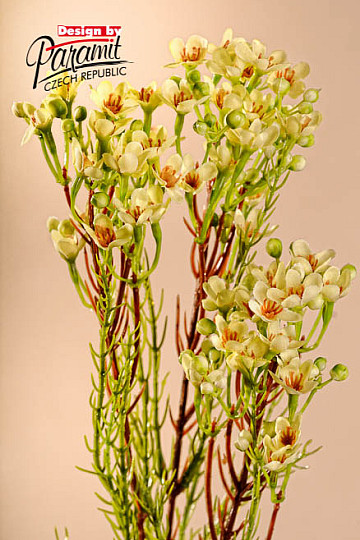 Waxflower žlutá 78 cm