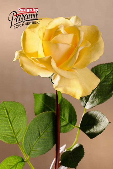 Růže žlutá 67 cm