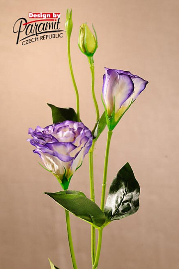 Lisiantus bílo modrý 67 cm