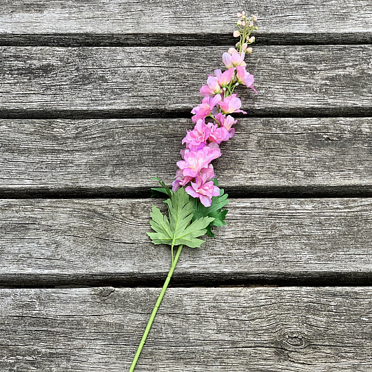 Delphinium růžové 79 cm