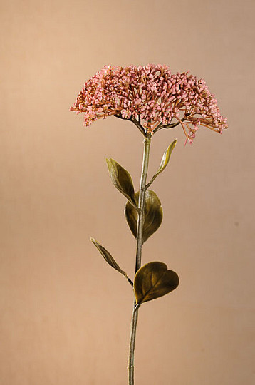 DRY FULL BLOOM SEDUM 46 cm starorůžová