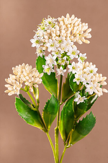 KALANCHOE BÍLÁ