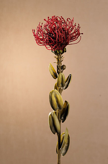 DRY SMALL PROTEA ČERVENÁ