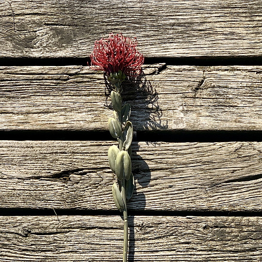 DRY SMALL PROTEA ČERVENÁ