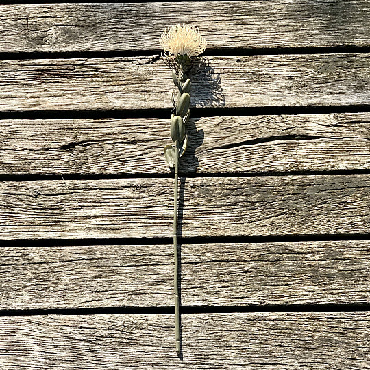 DRY SMALL PROTEA BÍLÁ