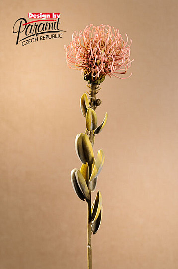 DRY SMALL PROTEA RŮŽOVÁ