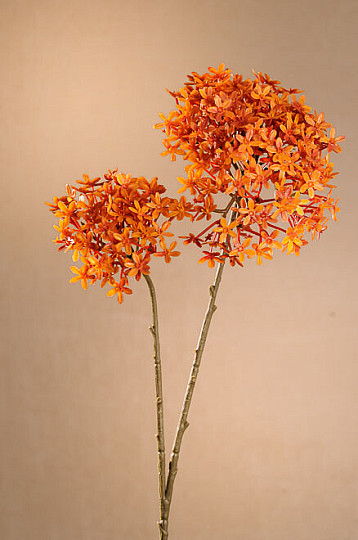 DRY CROWN FLOWER ORANŽOVÁ