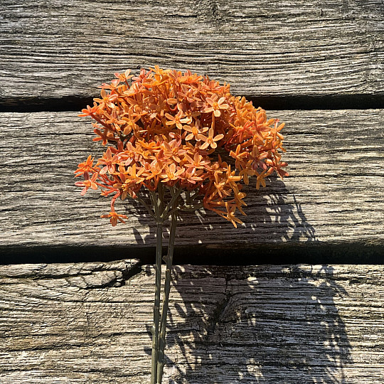 DRY CROWN FLOWER ORANŽOVÁ