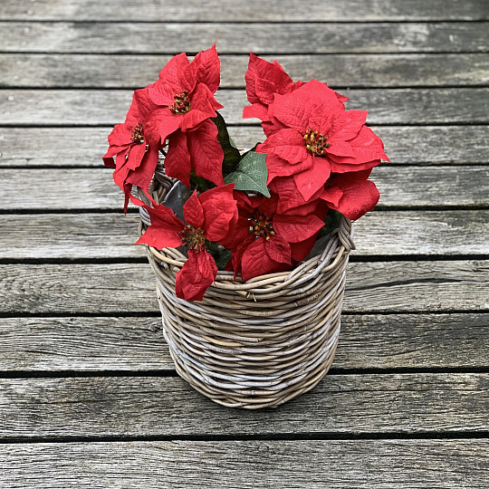 Vánoční růže TRS ČERVENÁ