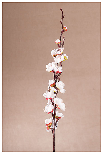 TŘEŠŇOVÁ VĚTVIČKA BÍLÁ