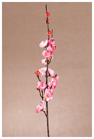 TŘEŠŇOVÁ VĚTVIČKA RŮŽOVÁ