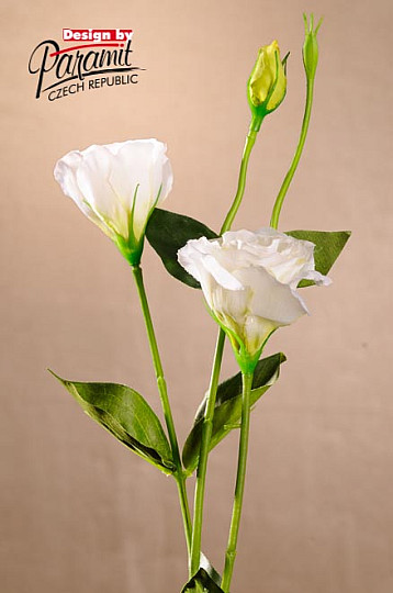 Lisiantus bílý 67 cm