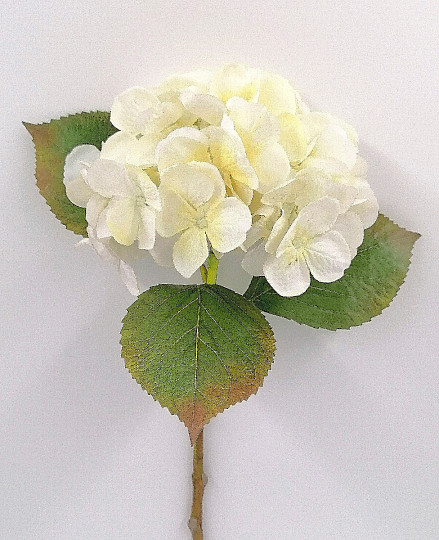Hortenzie bílá 48 cm