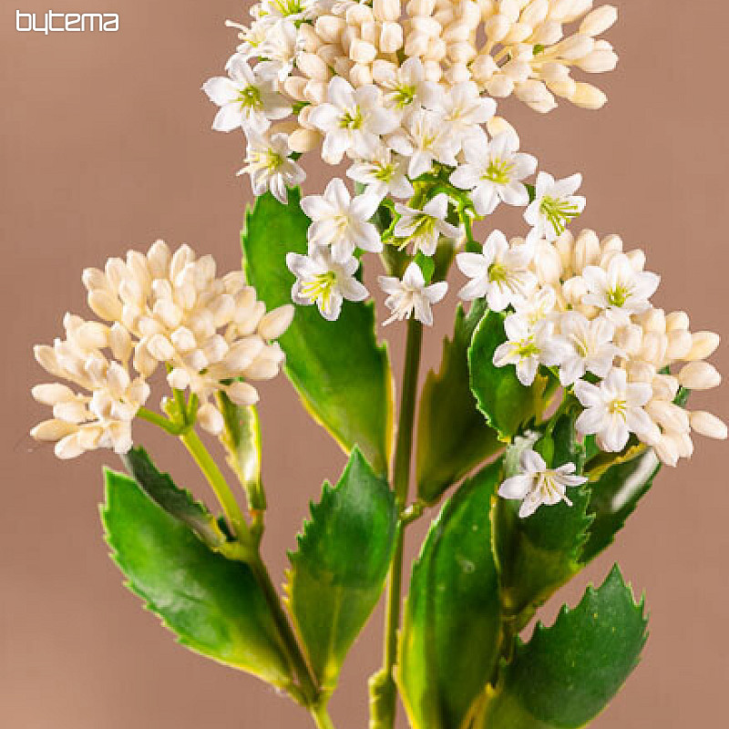 KALANCHOE BÍLÁ