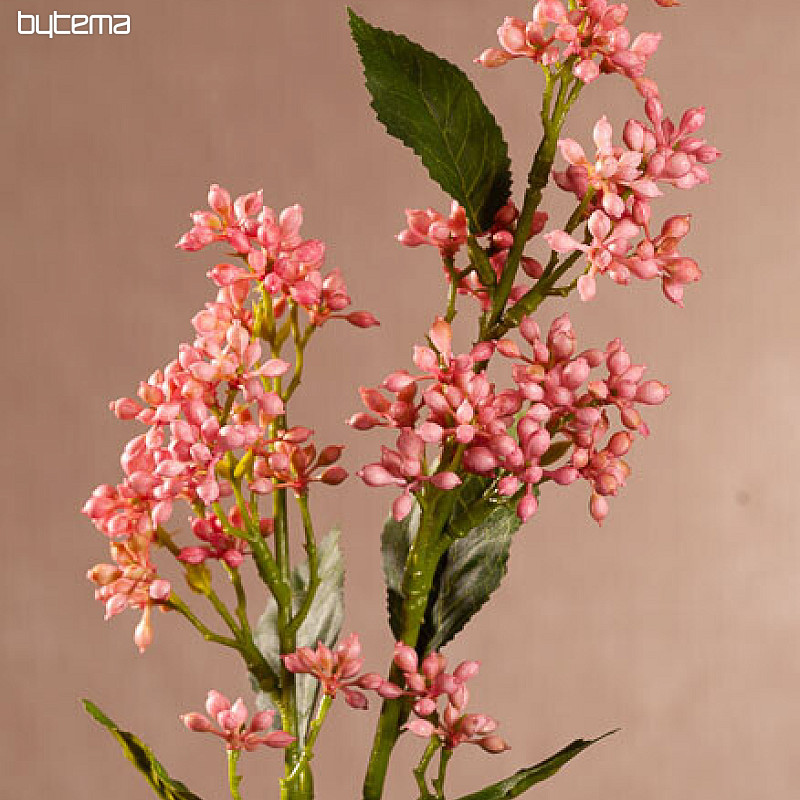 VIBURNUM TINUS RŮŽOVÁ