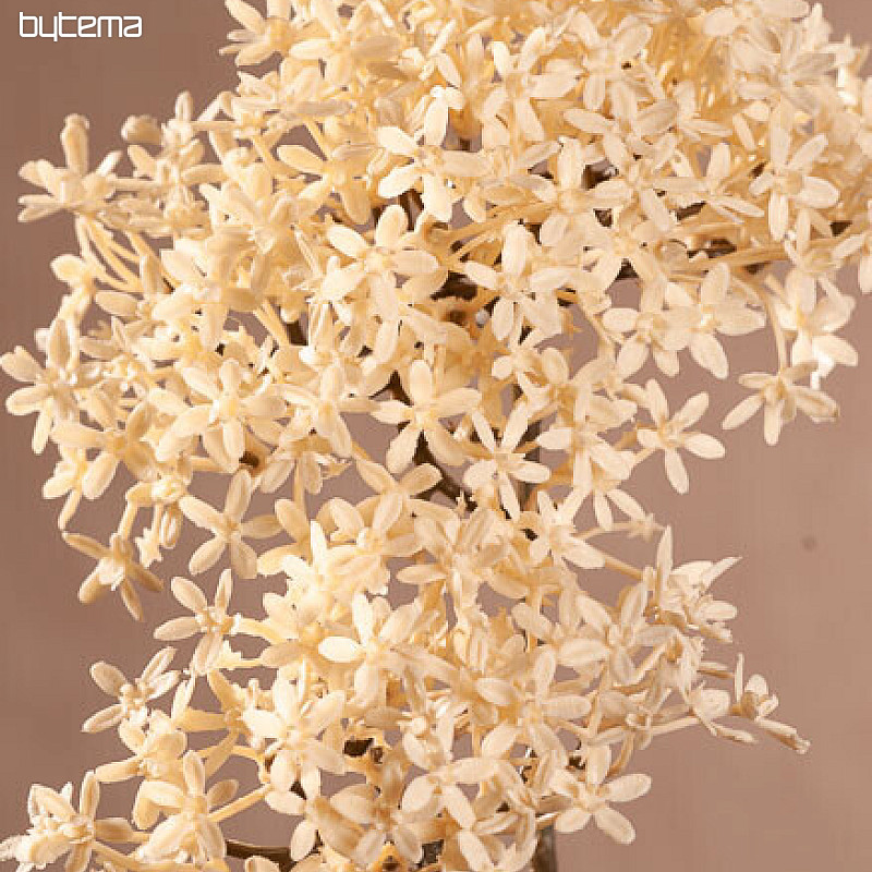 DRY CROWN FLOWER BÍLÁ