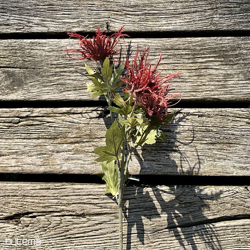 DRY WILD SEA HOLLY ČERVENÁ