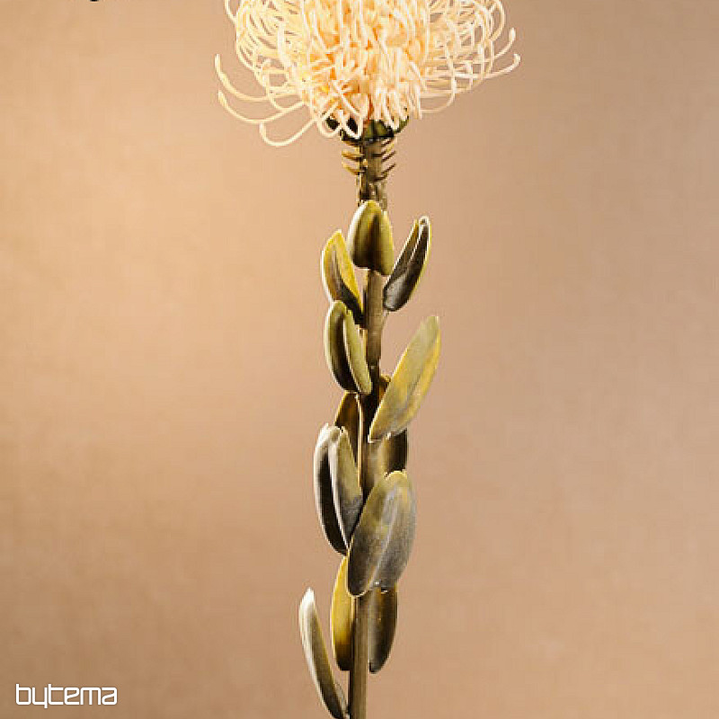 DRY SMALL PROTEA BÍLÁ
