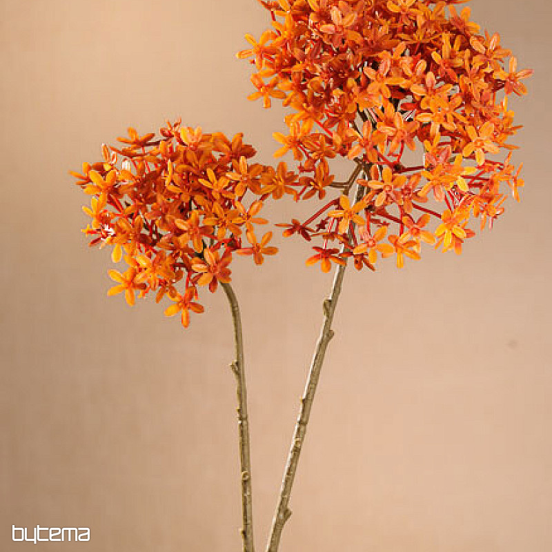 DRY CROWN FLOWER ORANŽOVÁ