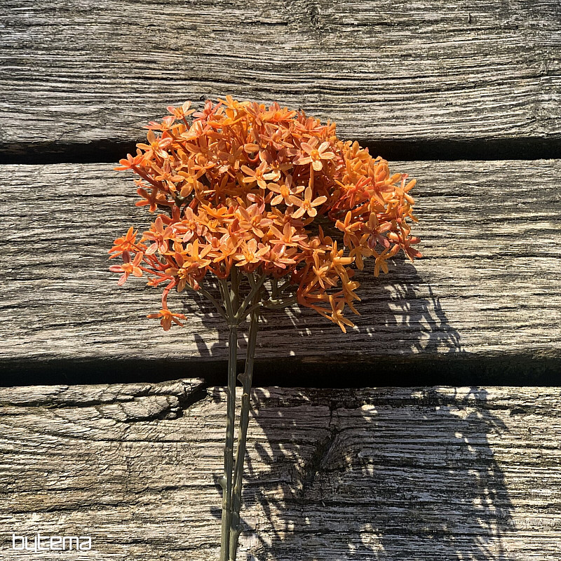 DRY CROWN FLOWER ORANŽOVÁ