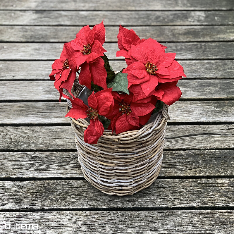 Vánoční růže TRS ČERVENÁ