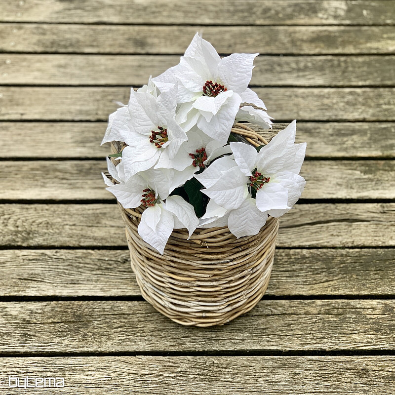 Vánoční růže TRS BÍLÁ