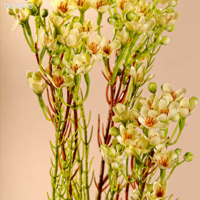 Waxflower žlutá 78 cm