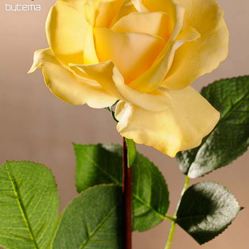 Růže žlutá 67 cm