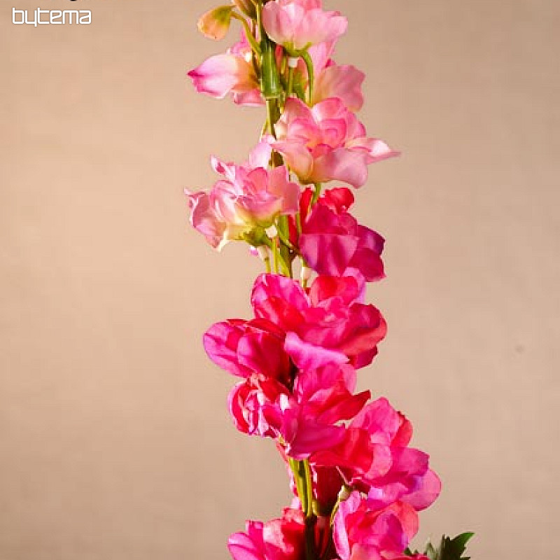 Delphinium vínové 79 cm