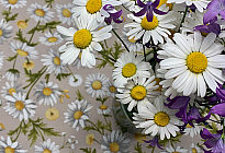 Jarní květy plné barev a vůní