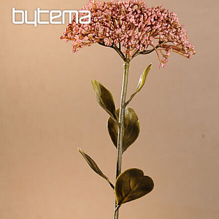 DRY FULL BLOOM SEDUM 46 cm starorůžová