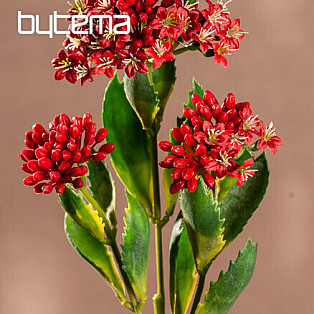 KALANCHOE ČERVENÁ