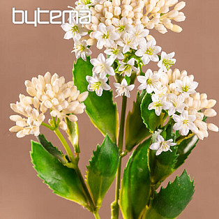 KALANCHOE BÍLÁ