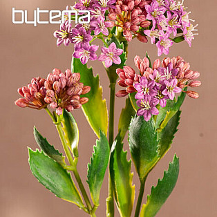KALANCHOE FIALOVÁ