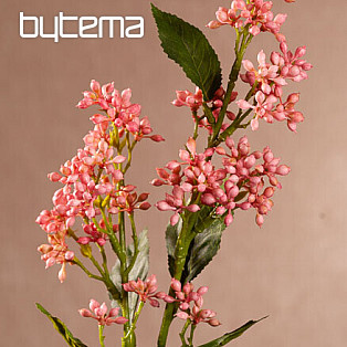 VIBURNUM TINUS RŮŽOVÁ