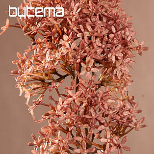 DRY CROWN FLOWER RŮŽOVÁ