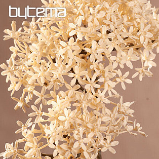 DRY CROWN FLOWER BÍLÁ