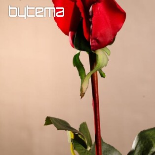 Růže poupě červené 70 cm