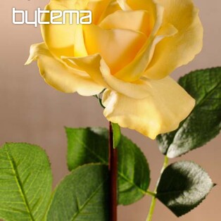 Růže žlutá 67 cm